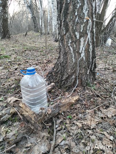 Березовый сок