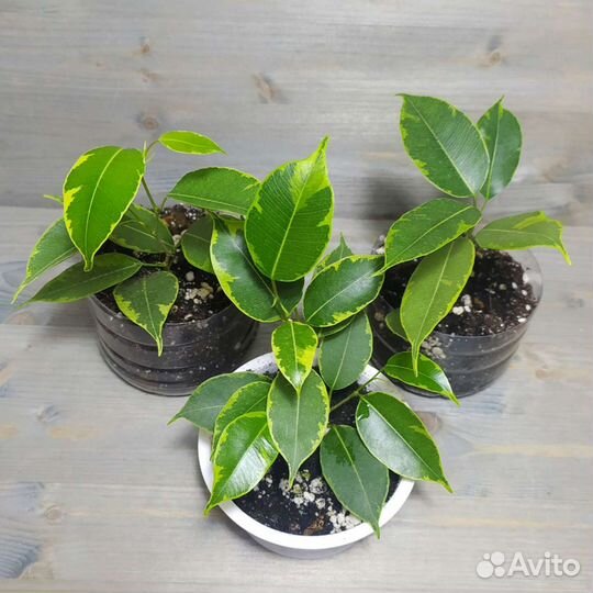 Фикусы разные, педилантус