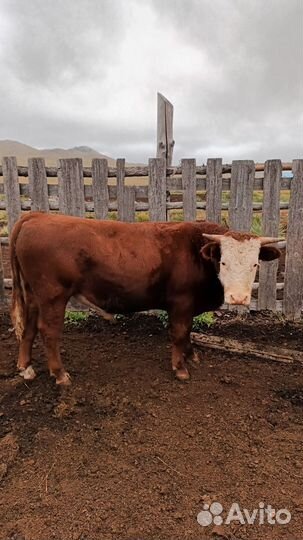 Быки на племя