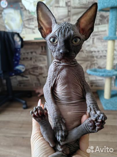 Канадский сфинкс