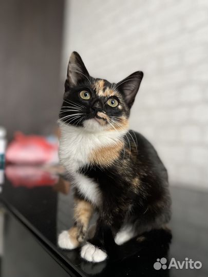 Трехцветный котенок девочка