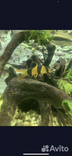 Аквариумные рыбки