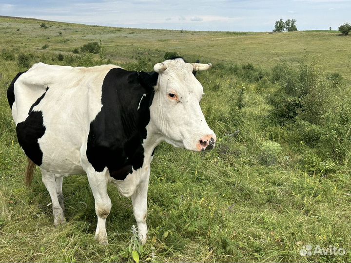 Коровы дойные стельные