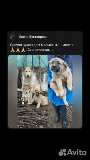 Щенки