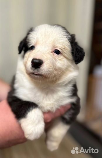 Щенок бордер-колли девочка