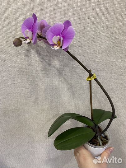 Фаленопсис Taisuco Anna