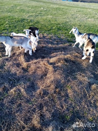 Козы и козлята