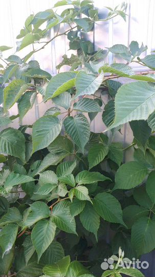 Ежевика, малина