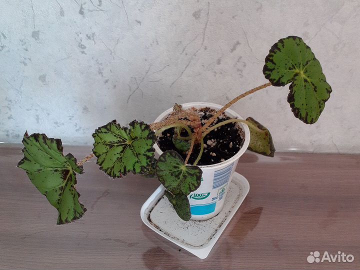 Бегония тигровая