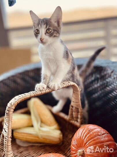Кошки в добрые руки