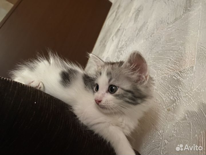 Кошка