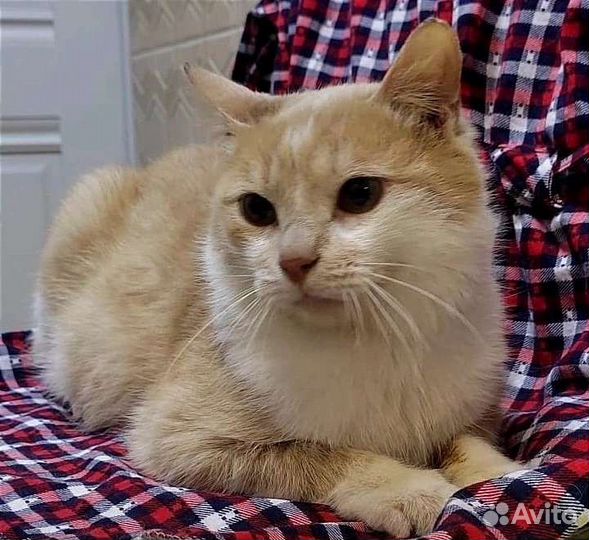 Котик в добрые руки