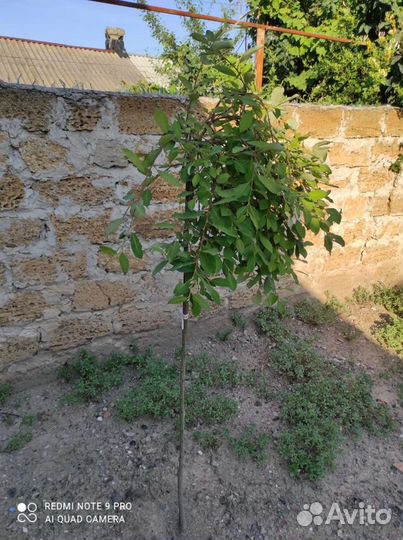 Плакучая Верба Опт-розница