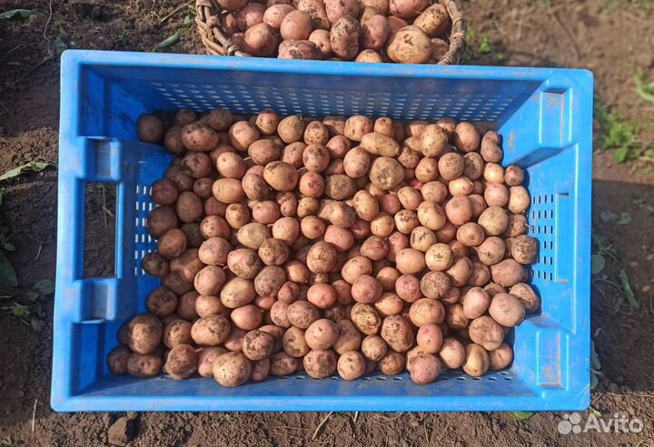 Капуста, картофель