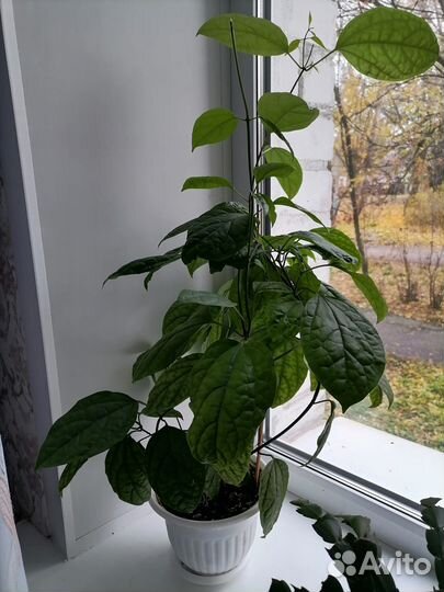 Кленодендрум