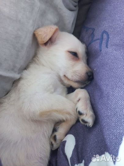 Отдаём щенков