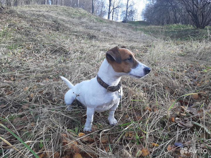 Джек Рассел кабель. Вязка