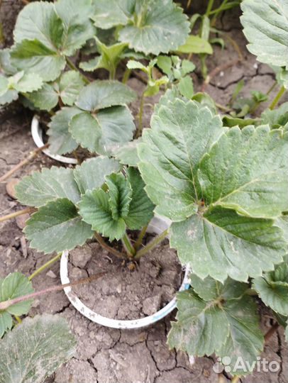 Рассада земклубники купчиха. сентябрь предзаказ