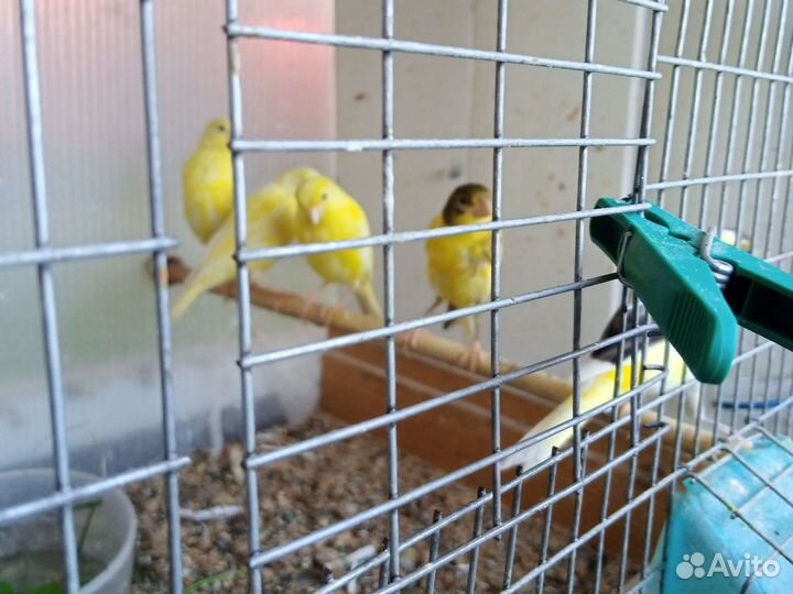 Канарейки самцы, самки