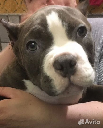 Собаки щенки американский булли