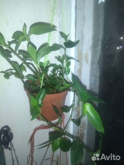 Традесканция вьющий красивый