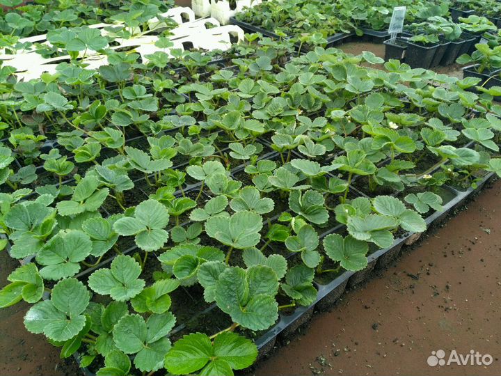 Клубника, рассада