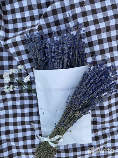 Лаванда Крымская