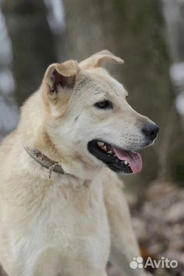 Некрупная собака ищет дом