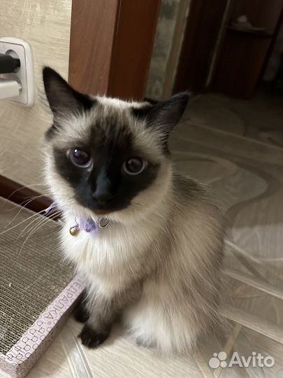 Сиамская кошечка