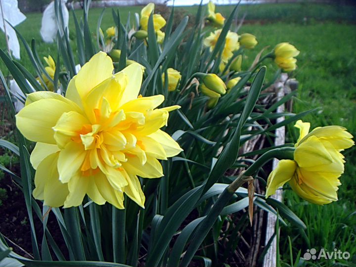 Нарциссы. Тюльпаны