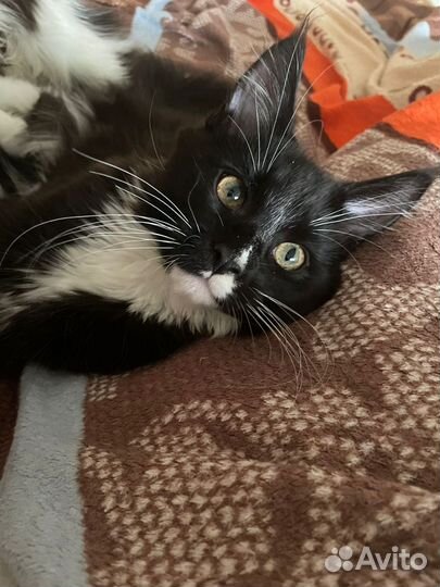 Котята мейн-кун