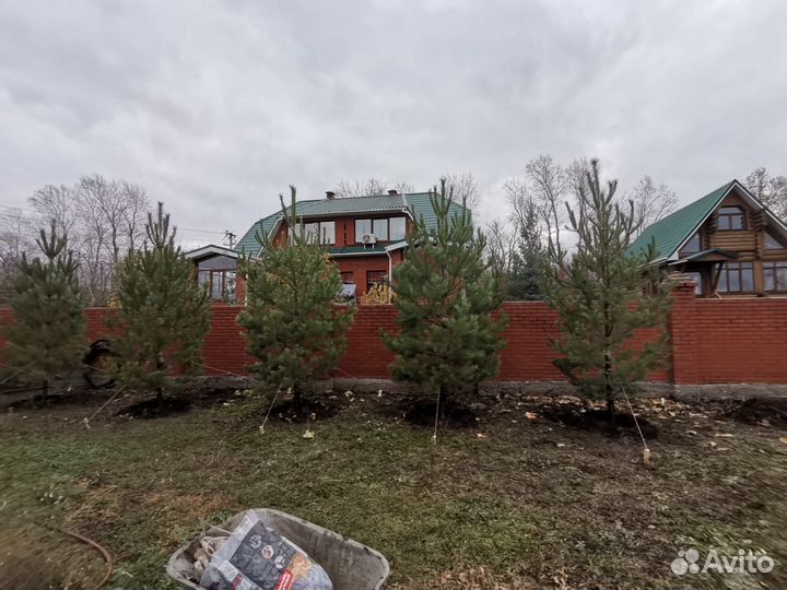 Сосны и ели Уфа