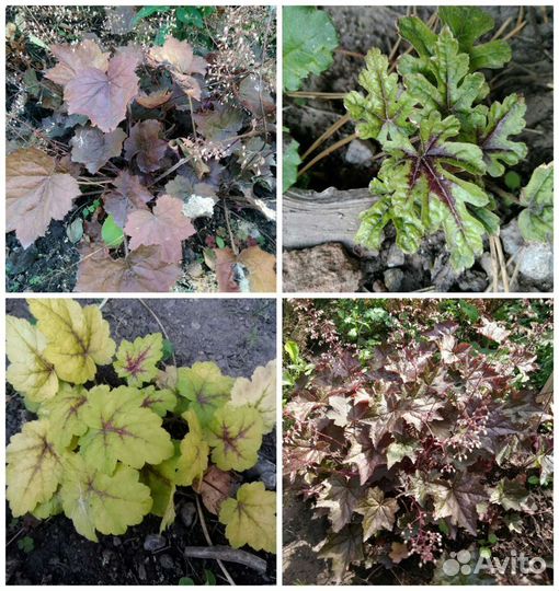 Многолетние цветы