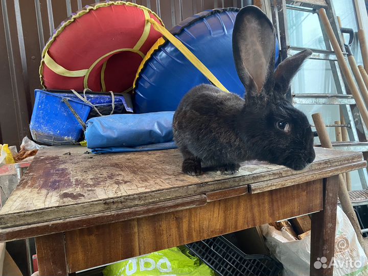 Кролики ризен