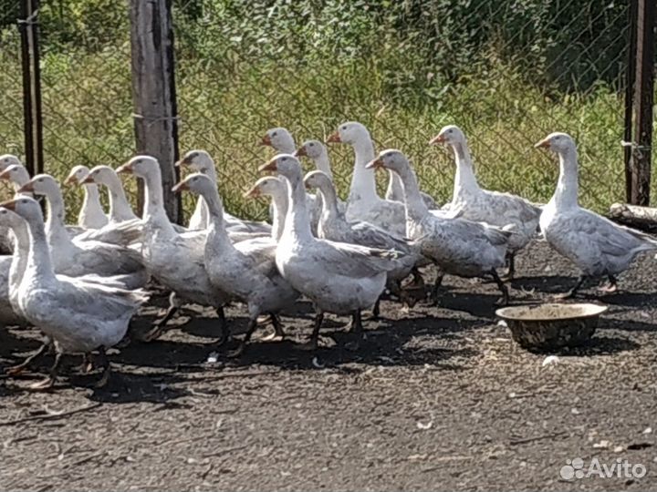 Гусь уральский белый