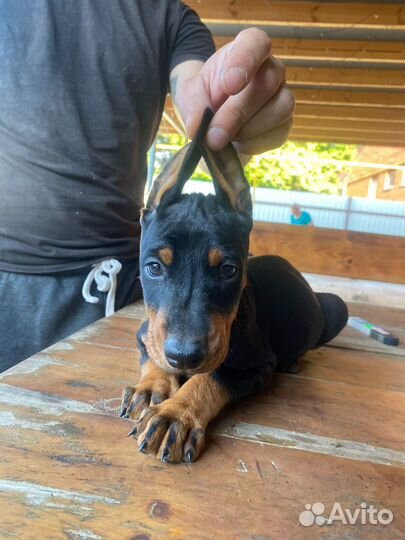 Щенки добермана