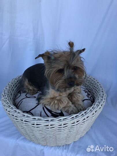 Лежанка для животных