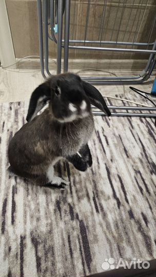 Декоративные кролик
