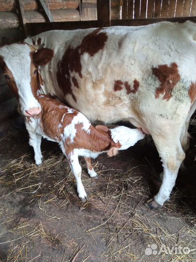 Продам телят, быка и коров