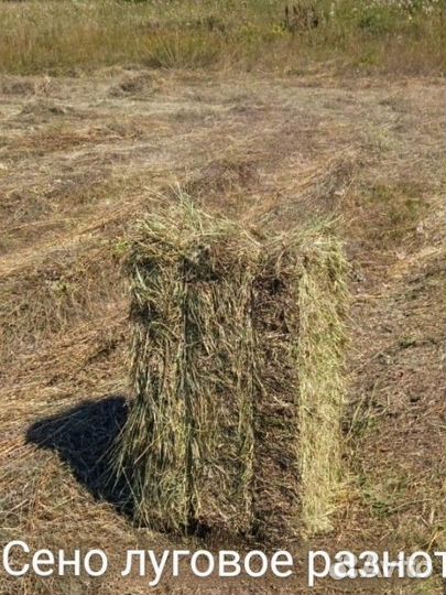 Сено в квадратных тюках 2023