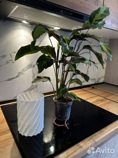 Калатея электрик шок