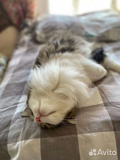 Кассандра ищет дом