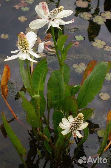 Водное растение Анемопсис калифорнийский