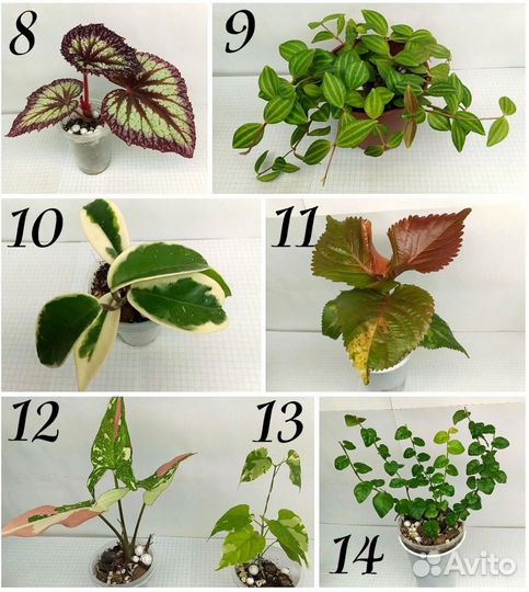 Комнатные растения разные