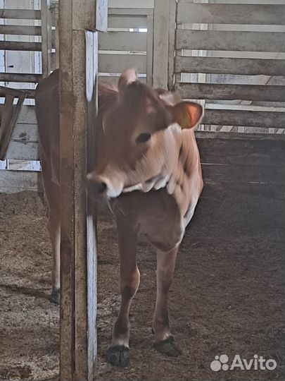 Телка, бычок джерсийские