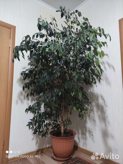 Фикус бенджамина