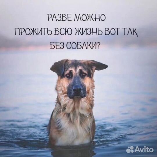 Собака в добрые руки