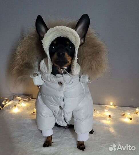 Одежда для собак