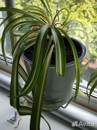 Хлорофитум кудрявый пестрый