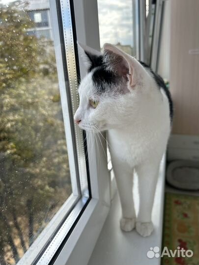 Кот годовалый, здоровый